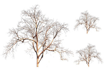 Twigs, brown, devoid of leaves, white background.