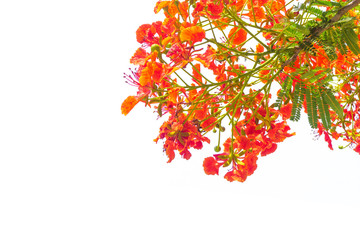 red flower on big tree over blue sky background