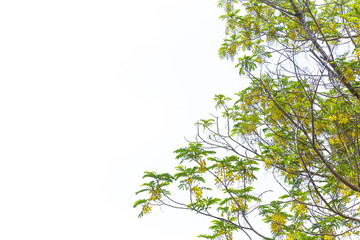 yellow flower on big tree over blue sky background