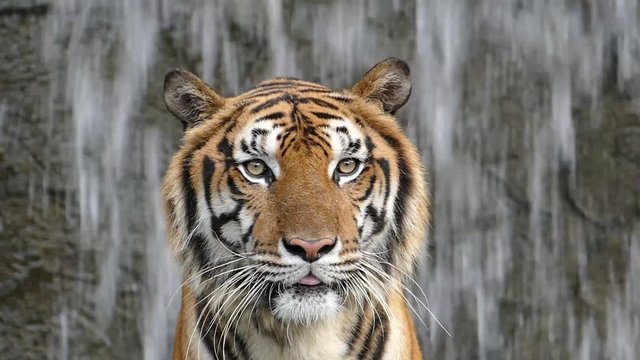 Bengal tigers on waterfall background, slow motion.