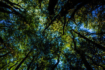 Bosque