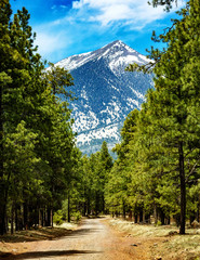Flagstaff Arizona Road to Mountains - obrazy, fototapety, plakaty