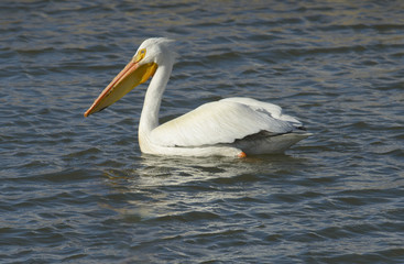 American White Pelican