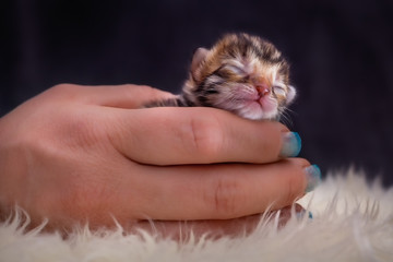 Bengal Kitten 3 Days young