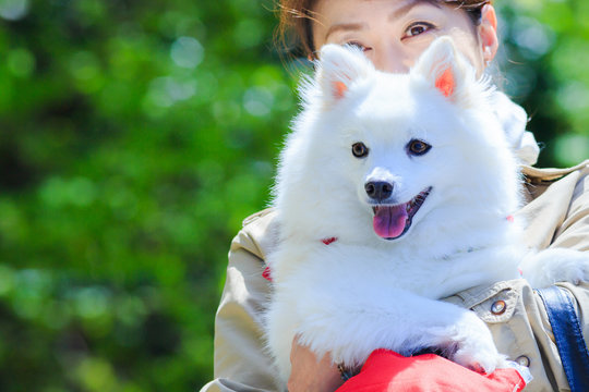 98 Best 日本スピッツ Images Stock Photos Vectors Adobe Stock