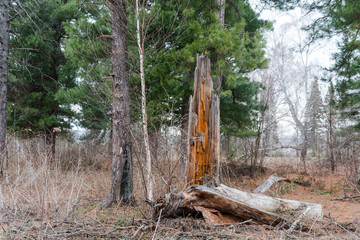 Dry tree. Foozle.