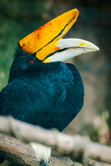 captive Rhinoceros Hornbil