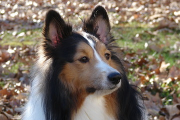 Sheltie Jenna