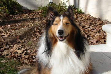 Sheltie Jenna