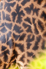 captive Masai Giraffe fur pattern