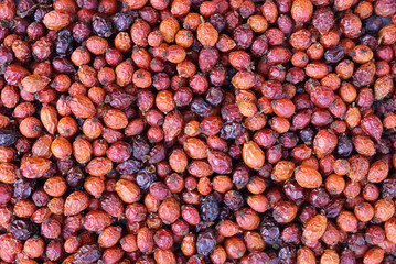 Dogrose fruits background