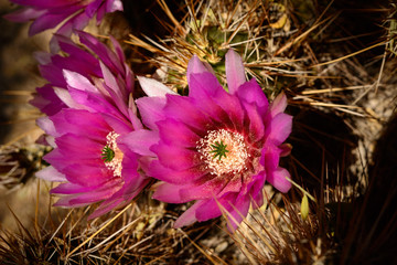 Strawberry Hedge Hog with Blossoms
