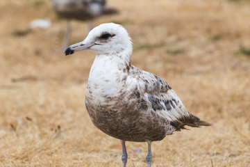 Sea Bird on the Oregon Coast