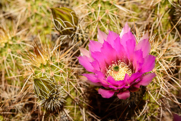 Strawberry Hedge Hog with Buds