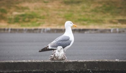 Sea Bird on the Oregon Coast