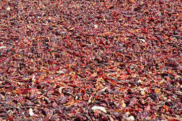 Red Peppers Drying - Salta - Argentina