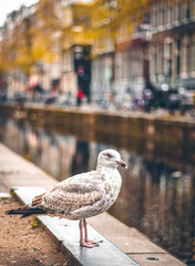 Early in the morning at Amsterdam