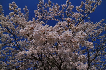 04/25/2017 Cherry blossoms in blue sky in Fujiyoshida city
