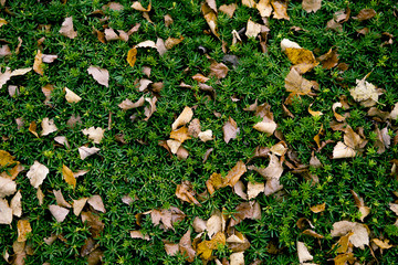 Bush with leaves and foliage