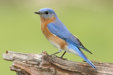 Male Eastern Bluebird (Sialia sialis)