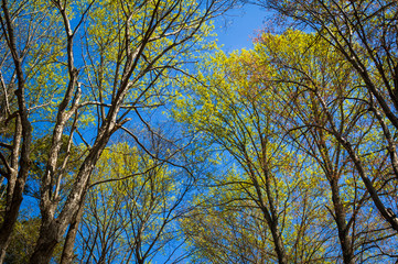 Trees of Guilford