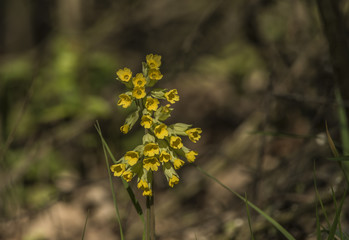 Cowslip flower with yellow bloom