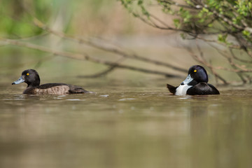 Tufted Duck, Aythya fuligula