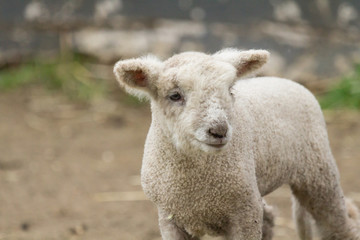 Naklejka na ściany i meble Baby Lamb