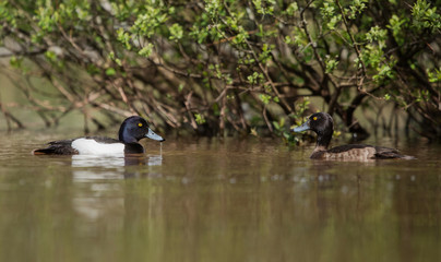 Tufted Duck, Aythya fuligula