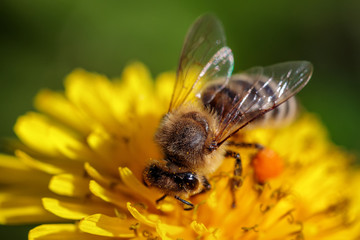 Bee on a yellow dandelion  flower collecting pollen and gathering nectar to produce honey in the hive