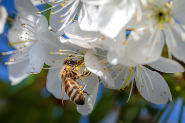 Bee on a white cherry blossom collecting pollen and gathering nectar to produce honey in the hive
