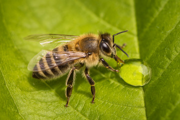 Macro image of a bee on a leaf drinking a honey drop from a hive