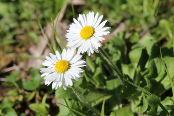 Obraz premium spring flowers