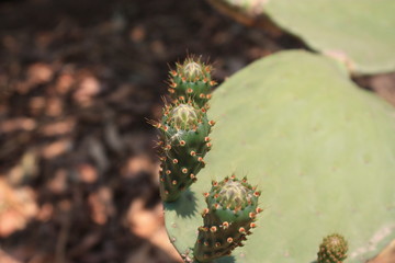 cactus growing