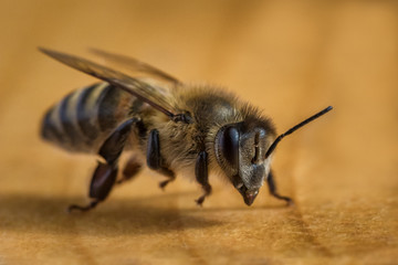 Macro image of a bee from  a hive