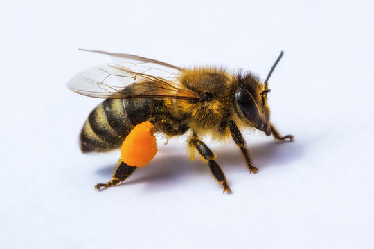 Macro image of a bee from a hive with pollen
