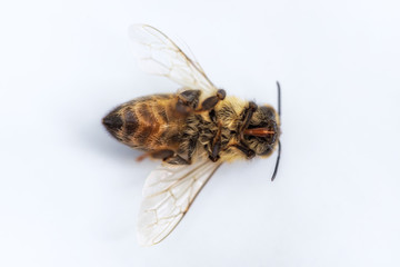 Macro image of a dead bee on a white background from a hive in decline, plagued by the Colony collapse disorder and other diseases