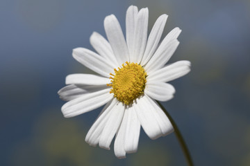Fototapeta premium Single White Daisy