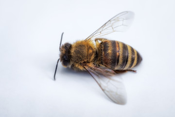 Macro image of a dead bee on a white background from a hive in decline, plagued by the Colony collapse disorder and other diseases
