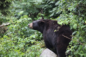 Asheville Bear