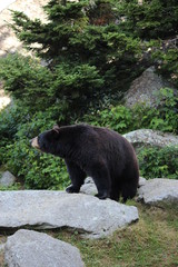 Grandfather Mountain