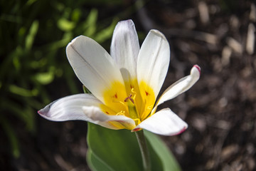 White plant, garden flower spring