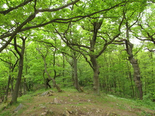 Floresta negra