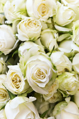 White roses background