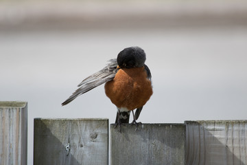 Spring Wildlife