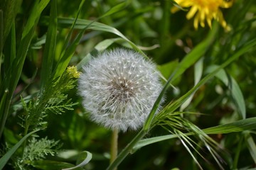 Dandelion Sprouter