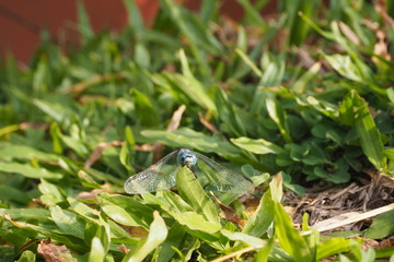  Dragonfly