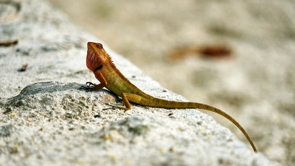 Cute green lizard sits on sand