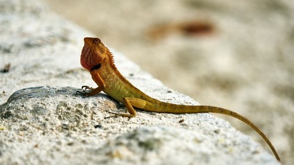 Cute green lizard sits on sand
