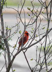 Red Northern Cardinal